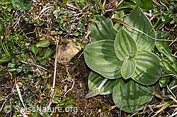 Plantago media (F292017)
