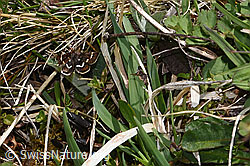 Pyrausta nigrata (Rüsselzünsler) (F292020) Pyrausta nigrata (Rüsselzünsler) (F292020)