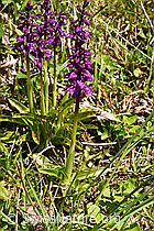 Männliches Knabenkraut (Orchis mascula) (F292046)