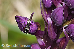 Grauschwarze Sklavenameise (Formica fusca) auf Männliches Knabenkraut (Orchis mascula) (F292061)