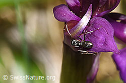Grauschwarze Sklavenameise (Formica fusca) auf Männliches Knabenkraut (Orchis mascula) (F292065)
