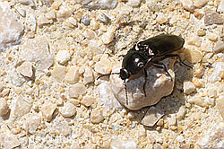 Glanzschnellkäfer (Selatosomus aeneus) (19.04.2025, F292071)