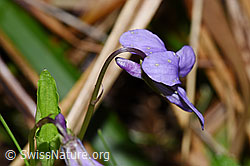 Hain-Veilchen (Viola riviniana) (F292079) Hain-Veilchen (Viola riviniana) (F292079)