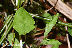 Hain-Veilchen (Viola riviniana) (F292081) Hain-Veilchen (Viola riviniana) (F292081)