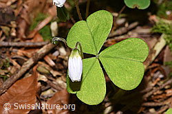 Oxalis acetosella (F292090)