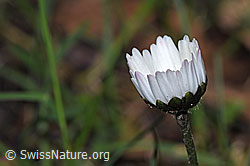 Gänseblümchen (Bellis perennis) (F292098)