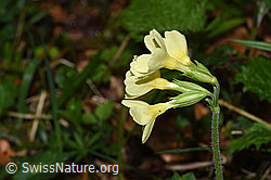 Wald-Schlüsselblume (Primula elatior) (F292104) Wald-Schlüsselblume (Primula elatior) (F292104)