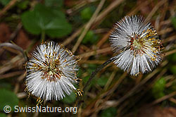 Huflattich (Tussilago farfara) (F292121) Huflattich (Tussilago farfara) (F292121)