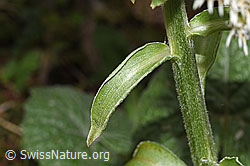Weisse Pestwurz (Petasites albus) (F292205)