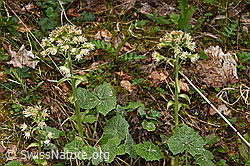 Weisse Pestwurz (Petasites albus) (F292210)