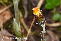 Huflattich (Tussilago farfara) (F292211)