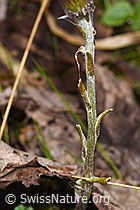 Huflattich (Tussilago farfara) (F292212)