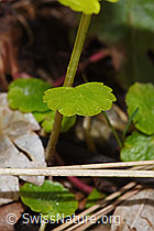Wechselblättriges Milzkraut (Chrysosplenium alternifolium) (F292221) Wechselblättriges Milzkraut (Chrysosplenium alternifolium) (F292221)