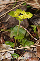Wechselblättriges Milzkraut (Chrysosplenium alternifolium) (F292222) Wechselblättriges Milzkraut (Chrysosplenium alternifolium) (F292222)