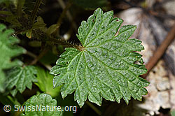 Grosse Brennnessel (Urtica diocia) (F292225)
