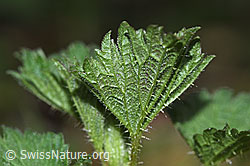 Grosse Brennnessel (Urtica diocia) (F292226)