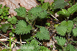 Grosse Brennnessel (Urtica diocia) (21.04.2025, F292228)