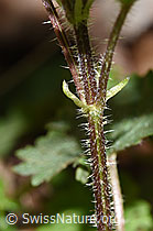 Grosse Brennnessel (Urtica diocia) (F292231)