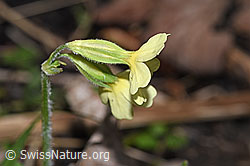 Primula elatior (F292232)