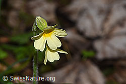 Primula elatior (F292233)