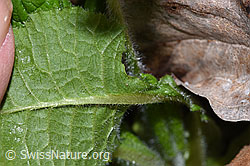 Primula elatior (F292235)