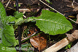 Primula elatior (F292236)