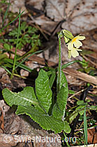 Primula elatior (F292237)