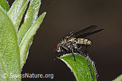 Hylemya vagans (Blumenfliege) auf Strauch (F292280)