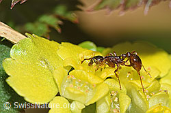 Waldknotenameise (Myrmica ruginodis) auf Wechselblättriges Milzkraut (Chrysosplenium alternifolium) (F292345) Waldknotenameise (Myrmica ruginodis) auf Wechselblättriges Milzkraut (Chrysosplenium alternifolium) (F292345)