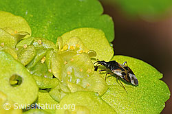 Wald-Blumenwanze (Anthocoris nemorum) auf Wechselblättrigem Milzkraut (Chrysosplenium alternifolium) (F292379)