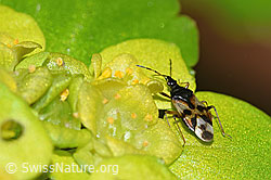 Neu in SwissNature.org: Wald-Blumenwanze (Anthocoris nemorum) auf Wechselblättrigem Milzkraut (Chrysosplenium alternifolium)