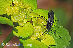 Schwarze Getreideblattwespe (Dolerus nitens) auf Wechselblättrigem Milzkraut (Chrysosplenium alternifolium) (F292407)