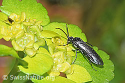 Schwarze Getreideblattwespe (Dolerus nitens) auf Wechselblättrigem Milzkraut (Chrysosplenium alternifolium) (F292408)