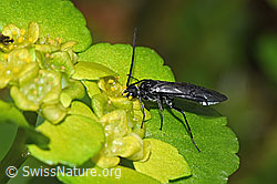 Wechselblättriges Milzkraut (Chrysosplenium alternifolium)