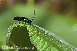 New in SwissNature.org: Dasytes caeruleus