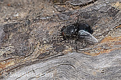 Calliphora vicina (Schmeissfliege) (28.04.2025, F292799)