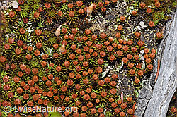 Glashaar-Widertonmoos (Polytrichum piliferum) (28.04.2025, F292811)