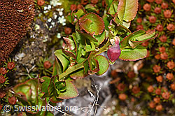 Heidelbeere (Vaccinium myrtillus) (28.04.2025, F292817)