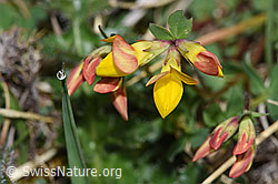 Gewöhnlicher Hornklee (Lotus corniculatus) (28.04.2025, F292820)