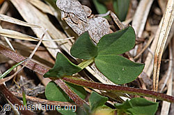 Lotus corniculatus (F292822)