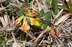 Gewöhnlicher Hornklee (Lotus corniculatus) (28.04.2025, F292823)