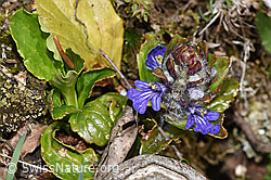 Kriechender Günsel (Ajuga reptans) (F292831)