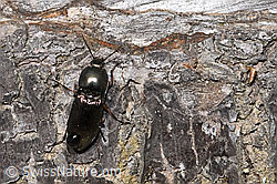 Glanzschnellkäfer (Selatosomus aeneus) (F292839)