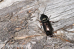 Glanzschnellkäfer (Selatosomus aeneus) (F292840)