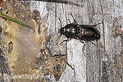 Glanzschnellkäfer (Selatosomus aeneus) (F292842)
