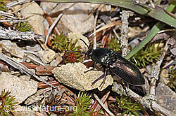 Glanzschnellkäfer (Selatosomus aeneus) (28.04.2025, F292845)