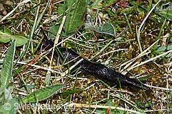 Schwarzer Schnegel (Limax cinereoniger) (28.04.2025, F292849)