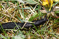 Schwarzer Schnegel (Limax cinereoniger) (F292851)