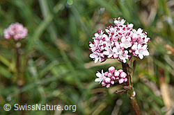 Sumpf-Baldrian (Valeriana dioica) (F292856)