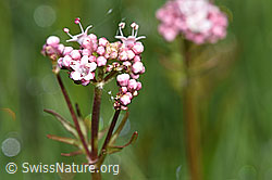 Sumpf-Baldrian (Valeriana dioica) (F292864)